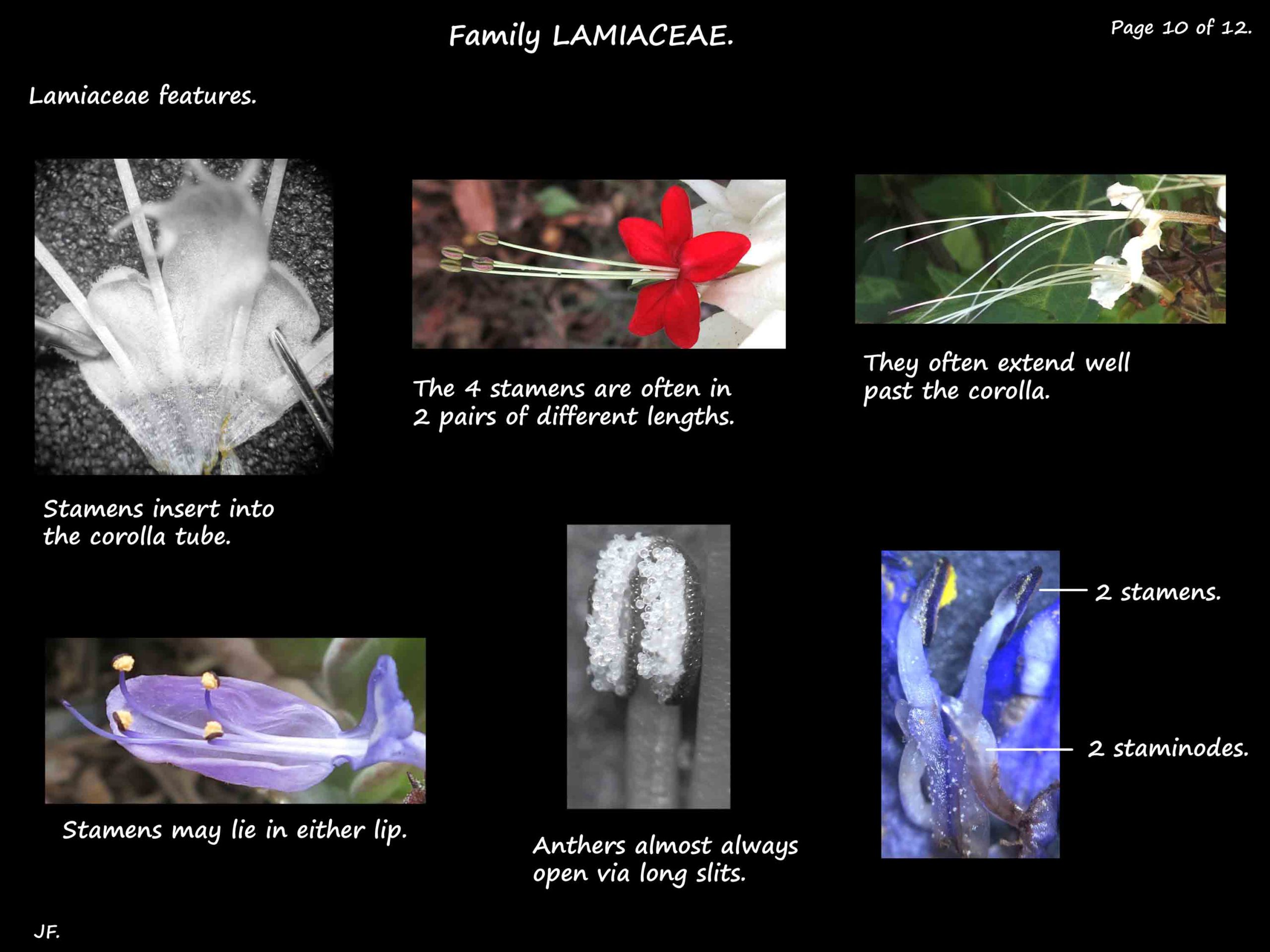10 Lamiaceae stamens